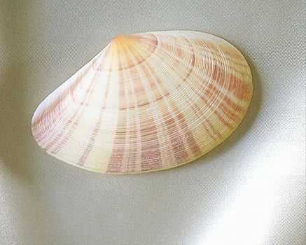 Sea shells close view. Sea shell marine background photo