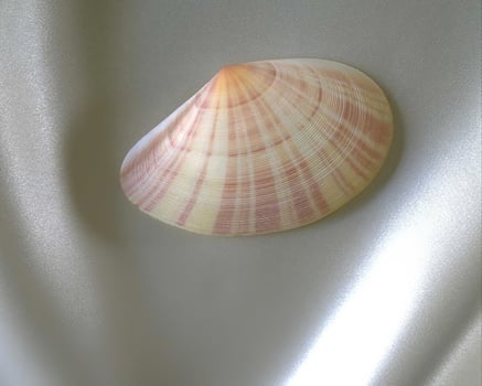 Sea shells close view. Sea shell marine background photo
