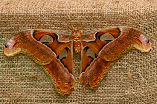 macro beautiful butterfly Attacus lorquin photo