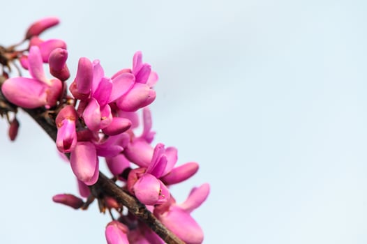 Blooming Judas tree Bagryannik or Cercis canadian in early spring photo