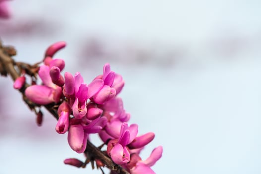 Blooming Judas tree Bagryannik or Cercis canadian in early spring 2 photo