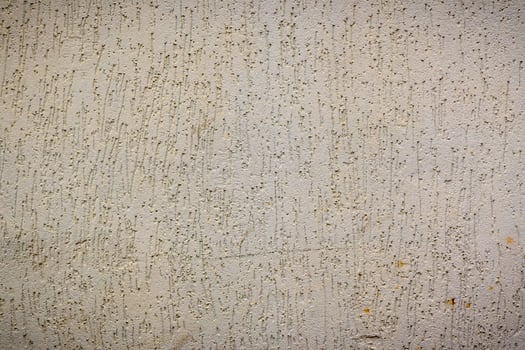 wall plastered under bark beetle 5 photo