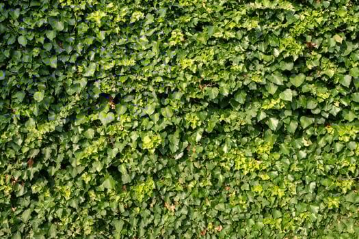 Lush green ivy wall background photo