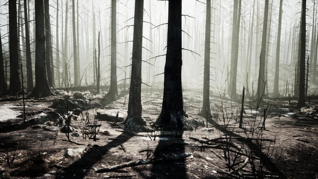 Misty Forest at Dawn With Sunlight Filtering Through Trees photo