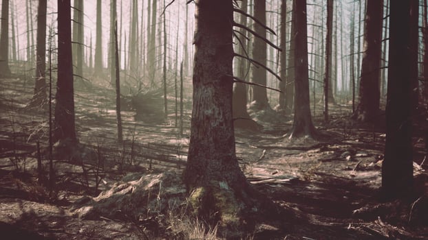 A forest filled with lots of tall trees photo