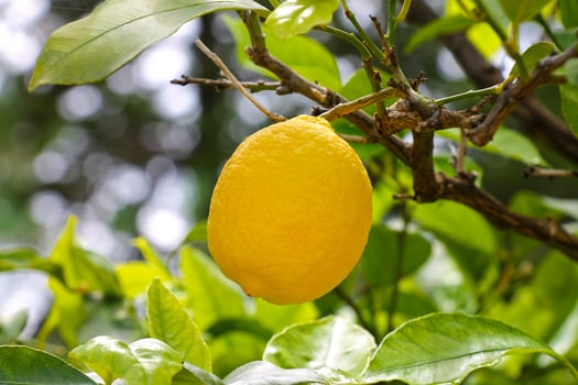 Ripe lemon fruits growing in the garden close-up. photo