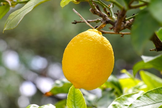 Ripe lemon fruits growing in the garden close-up. photo