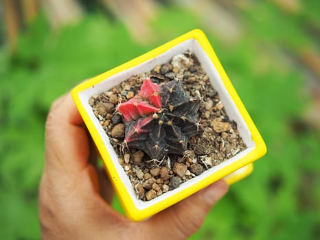 small cactus in house pot decorate house and garden photo