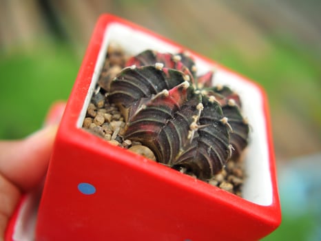 small cactus in house pot decorate house and garden photo