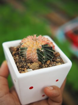 small cactus in house pot decorate house and garden photo