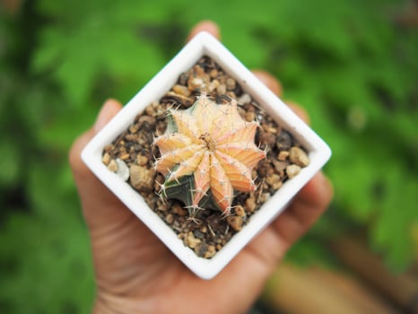 small cactus in house pot decorate house and garden photo