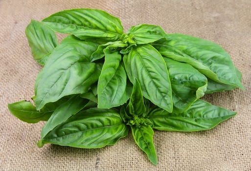 Sweet basil on brown backgrounds photo