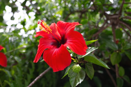 beautiful spring red flower surrounded by lush greenery photo