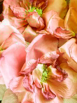 Peach colored flowery background photo