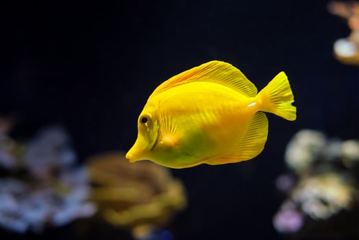 Yellow tang Zebrasoma flavescens fish underwater in sea photo