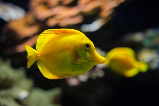 Yellow tang Zebrasoma flavescens fish underwater in sea photo