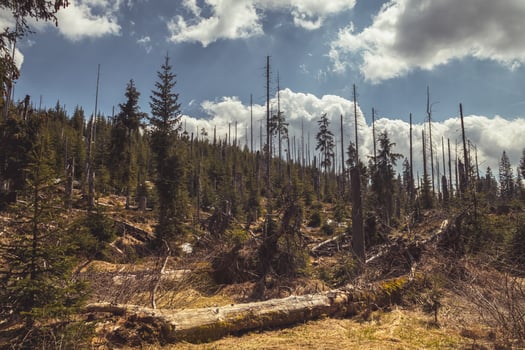 Bohemian Forest - Sumava - dead and fallen trees and growing young living trees - spruce photo