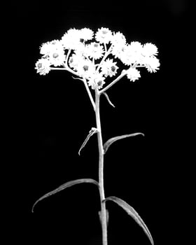 Flowers black and white photo background. Summer flowers close view