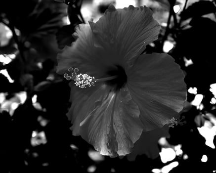 Flowers black and white photo background. Summer flowers close view