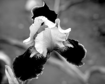 Flowers black and white photo background. Summer flowers close view