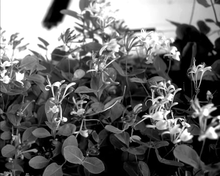 Flowers black and white photo background. Summer flowers close view