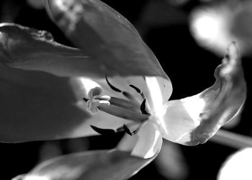 Flowers black and white photo background. Summer flowers close view