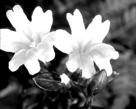 Flowers black and white photo background. Summer flowers close view