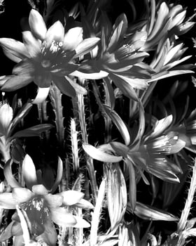 Flowers black and white photo background. Summer flowers close view