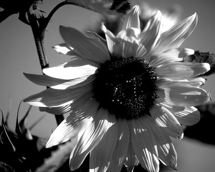 Flowers black and white photo background. Summer flowers close view