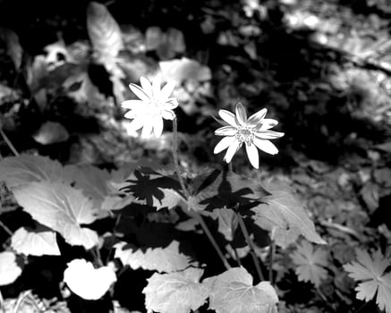 Flowers black and white photo background. Summer flowers close view