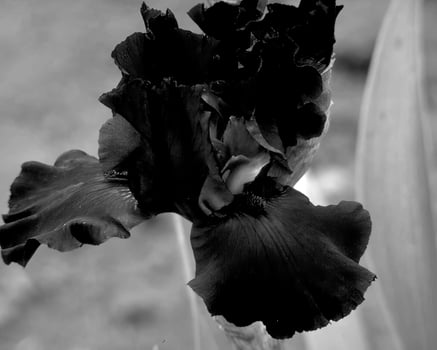 Flowers black and white photo background. Summer flowers close view
