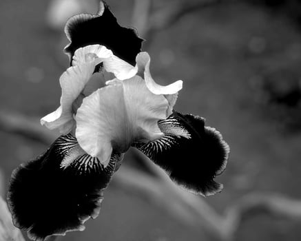 Flowers black and white photo background. Summer flowers close view