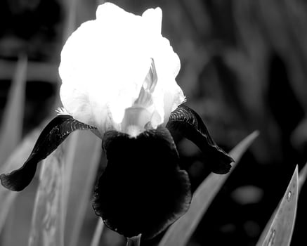 Flowers black and white photo background. Summer flowers close view