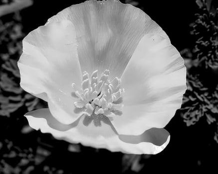 Flowers black and white photo background. Summer flowers close view