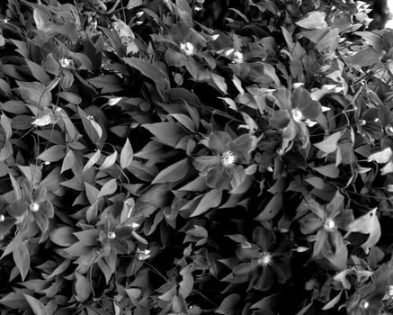 Flowers black and white photo background. Summer flowers close view