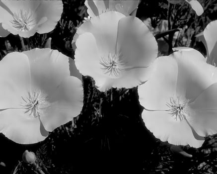 Flowers black and white photo background. Summer flowers close view
