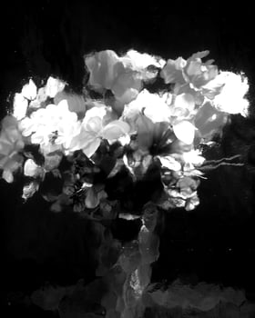 Flowers black and white photo background. Summer flowers close view