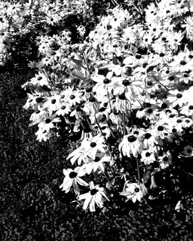 Flowers black and white photo background. Summer flowers close view