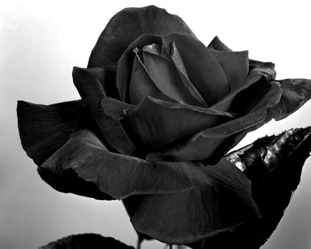 Flowers black and white photo background. Summer flowers close view