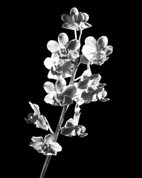 Flowers black and white photo background. Summer flowers close view