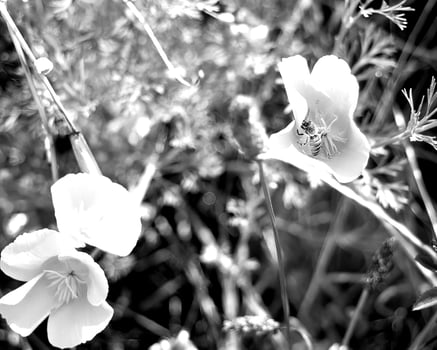 Flowers black and white photo background. Summer flowers close view