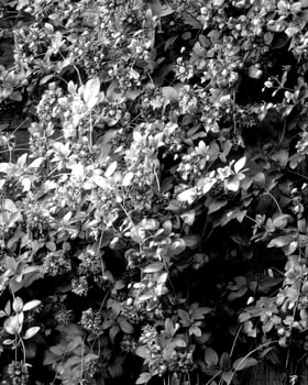 Flowers black and white photo background. Summer flowers close view