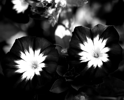 Flowers black and white photo background. Summer flowers close view