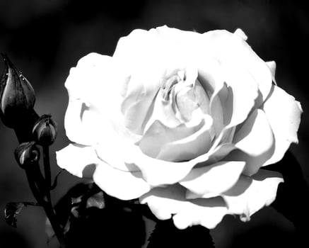 Flowers black and white photo background. Summer flowers close view