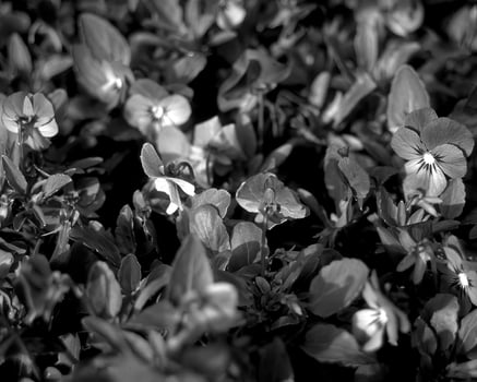 Flowers black and white photo background. Summer flowers close view