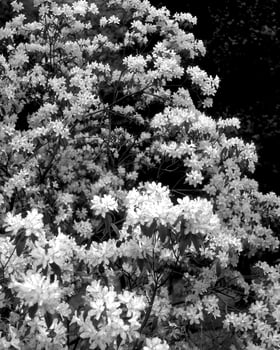 Flowers black and white photo background. Summer flowers close view