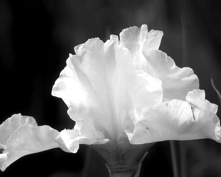 Flowers black and white photo background. Summer flowers close view