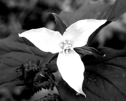Flowers black and white photo background. Summer flowers close view