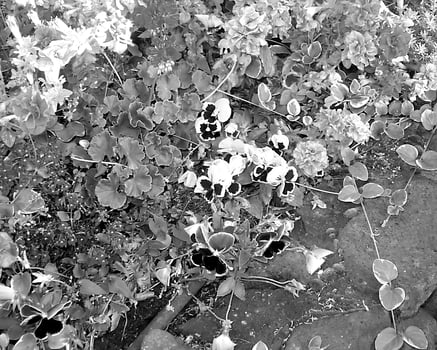 Flowers black and white photo background. Summer flowers close view