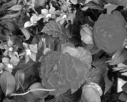 Flowers black and white photo background. Summer flowers close view